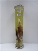 藏品(橫紋鸚哥魚)的圖片